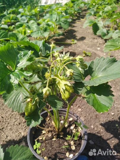 Саженцы клубники