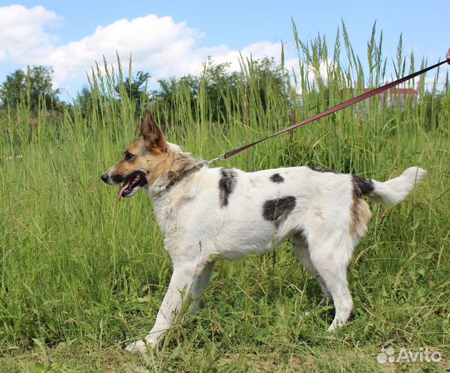 Собака Галочка