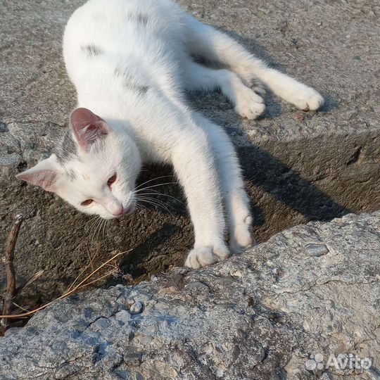 Кошки в добрые руки
