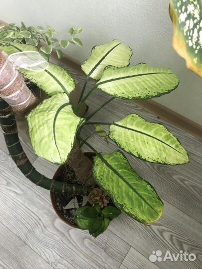 Диффенбахия