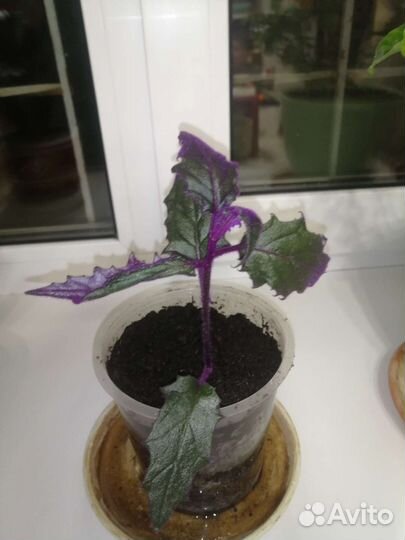 Цветок гинура