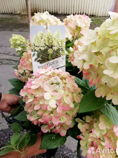 Гортензия метельчатая панфлора