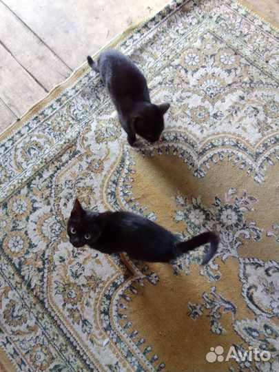 Котята в добрые руки бесплатно