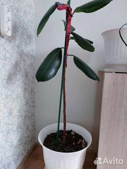 Комнатные цветы фикус