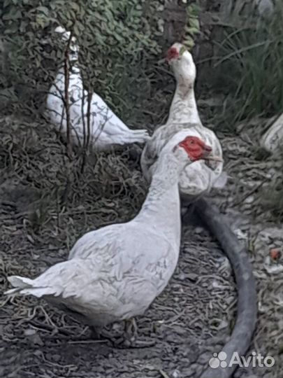 Утки тяжёлых пород (Франция, Гримо)