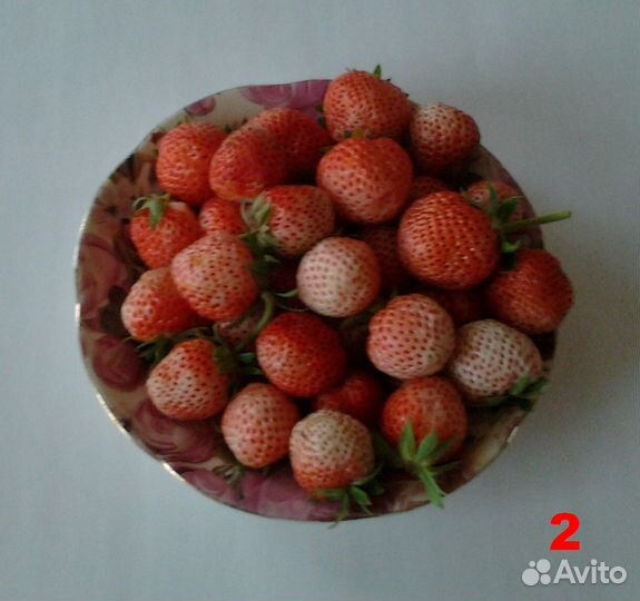 Клубника рассада