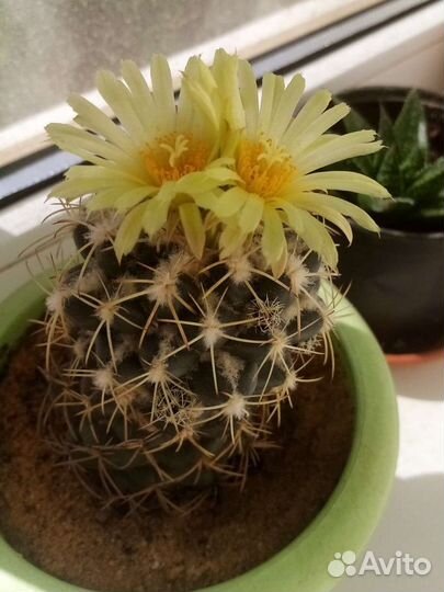 Кактус Корифанта