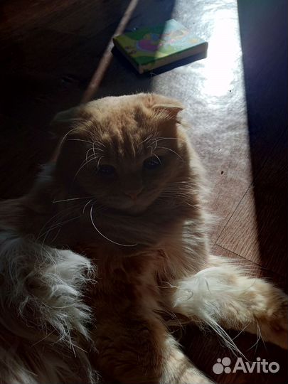 Шотландский кот вязка