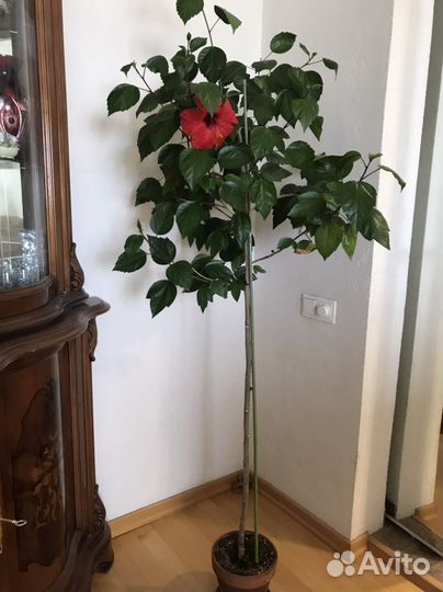 Гибискус красный