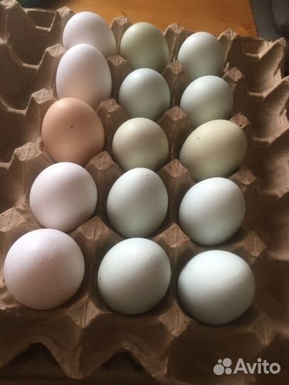 Домашние куриные яйца