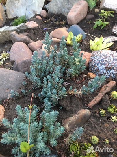 Овсяница,фаларис,очитки, и др.для горки,рокария