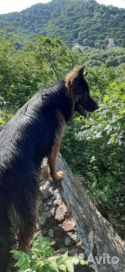 Немецкая овчарка для вязки