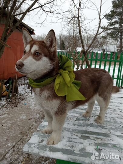 Собачка в поиске дома