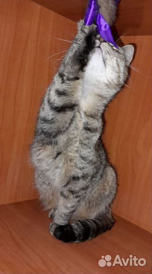 Крошка-кошка в дар