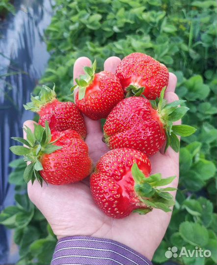 Рассада клубники