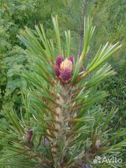 Привитые саженцы кедра с закрытой корневой системо