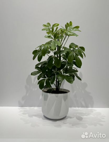 Шеффлера комнатное растение/цветок в кашпо