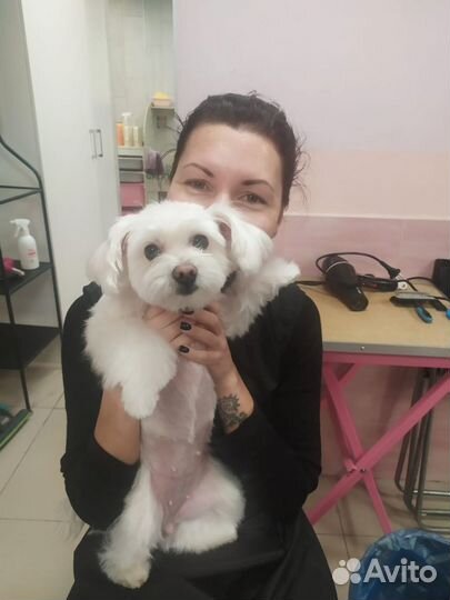 Груминг собак на дому