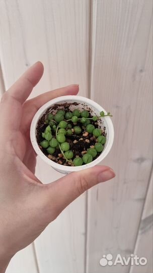 Крестовник роули