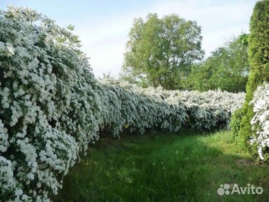 Спирея Вангутта