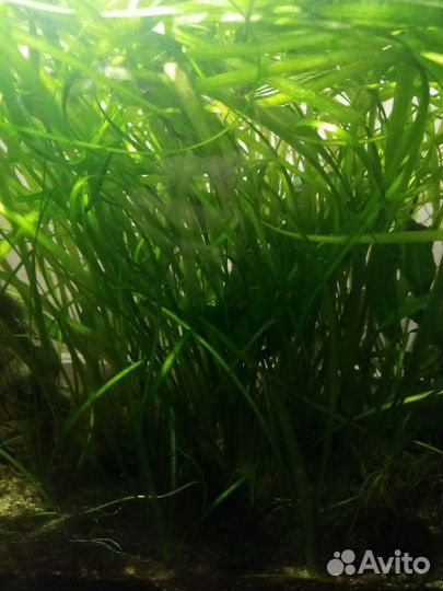 Растение в аквариумное