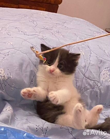 Котик в добрые руки