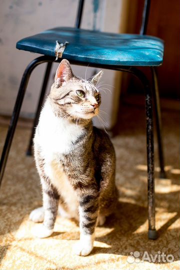 Барсик,молодой котик