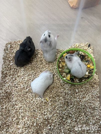 Джунгарский хомяк