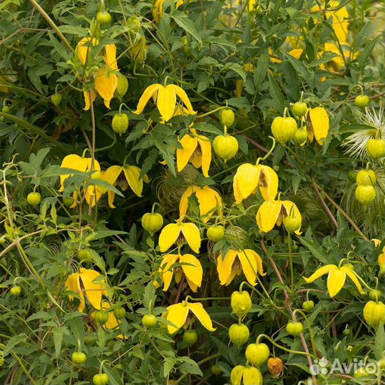Лианы Каприфоль и клематис тангутский