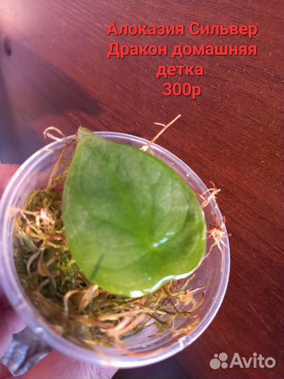 Комнатные растентя