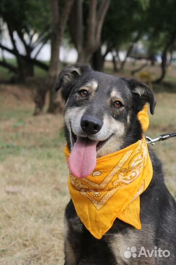 Весёлый, активный пёс Боня ищет дом