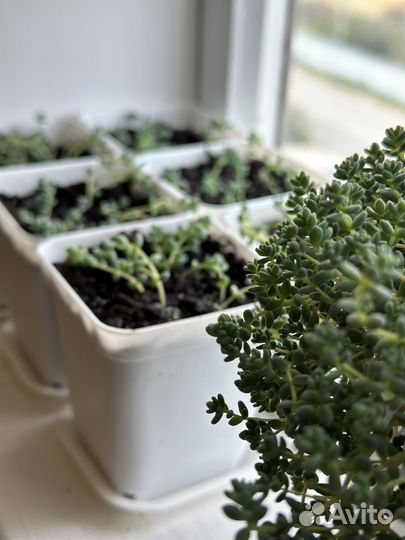 Седум комнатный дацифилум