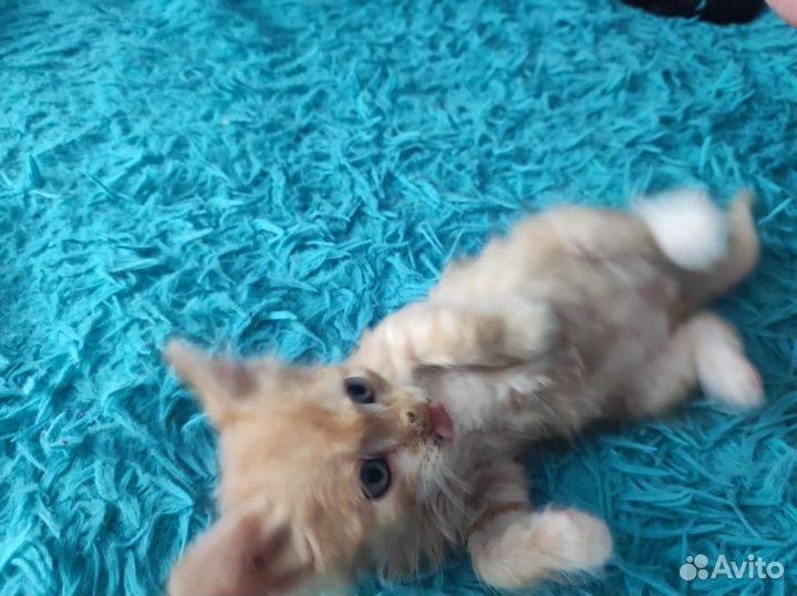 Котята в дар