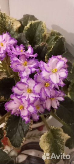 Сортовые фиалки