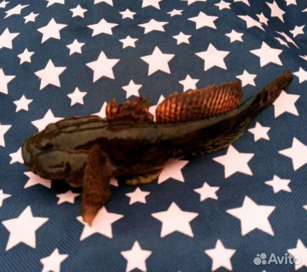 Рыба для пруда,живец,лягушки