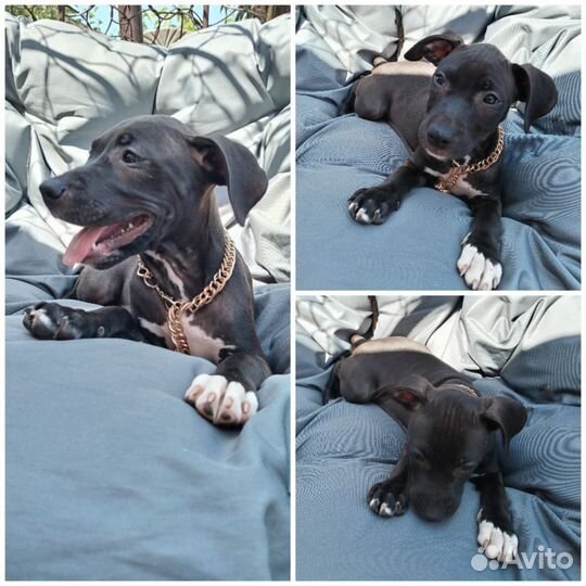 Щенки питбуля