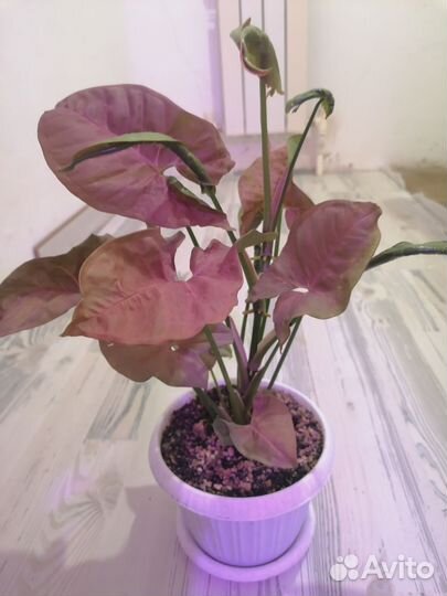 Сингониум Ред харт