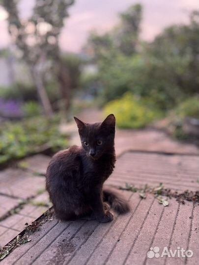 Отдадим котика