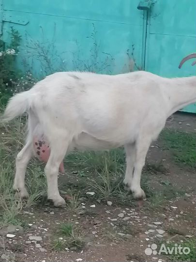 Домашние животные козы