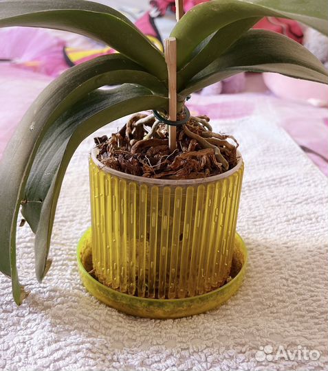 Кашпо горшок Корона для орхидеи