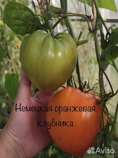 Семена томатов 2022 года