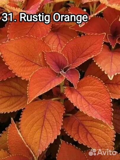 Колеусы часть девятая