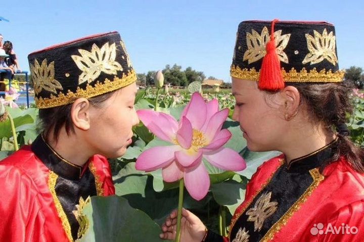 Путешествие на цветение лотосов