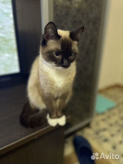 Сиамская кошка