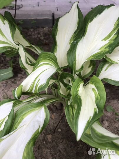 Очитки, хосты