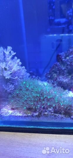 Морской аквариум10 литров. Живые кораллы