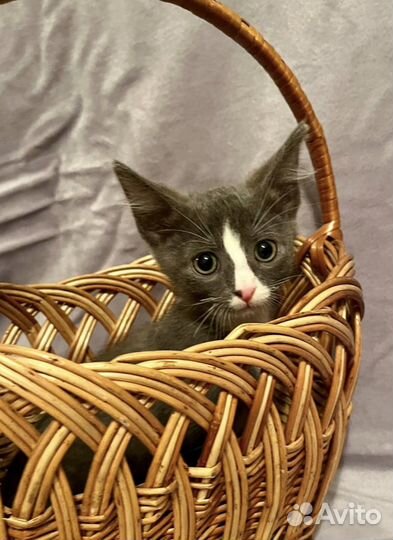 Забавный котенок Кузенька 2 месяца в добрые руки