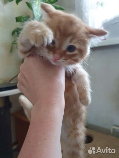 Котик в дар бесплатно