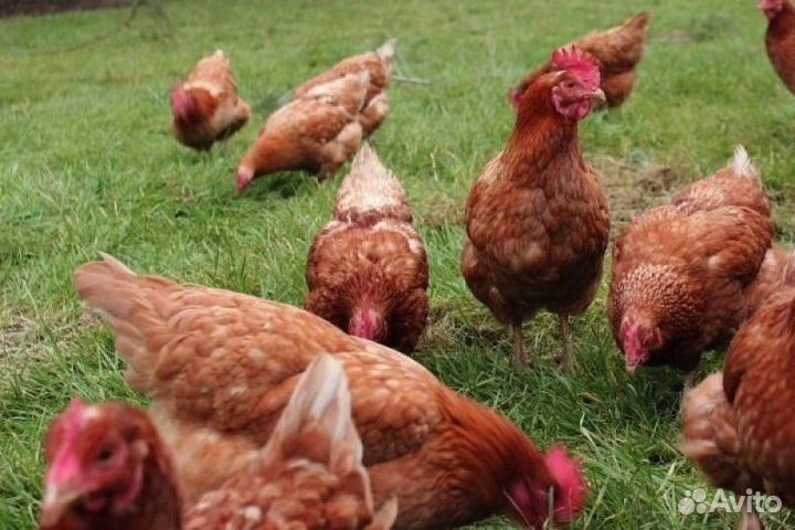 Куры несушки с агрофермы