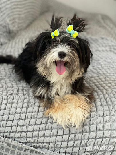 Маленькая собачка терьер в дар Бронь